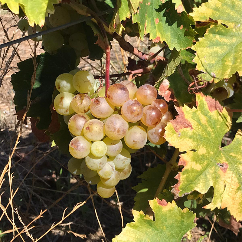 Uva di Zibibbo