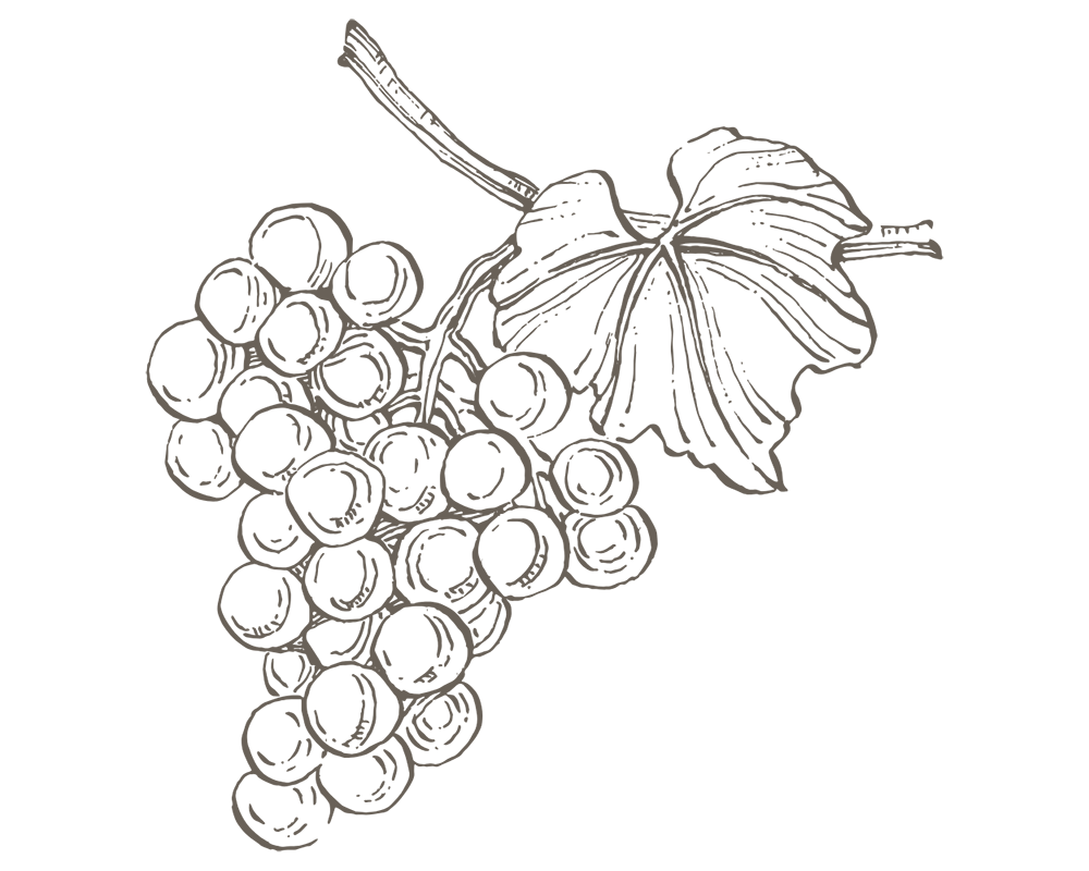 Illustrazione di un grappolo d'uva
